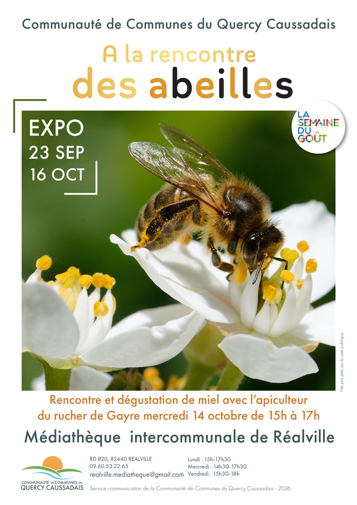 Abeille qui butine une fleur blanche