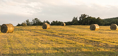 Vue d'un champ moissonné